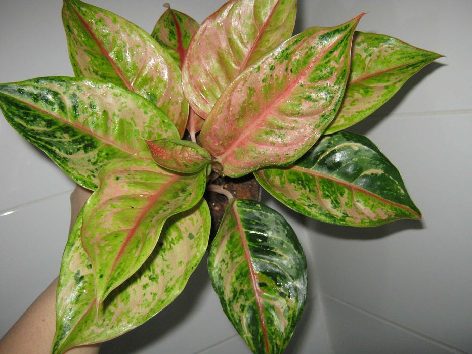 аглаонема филодендрон алоказия домашние декоративно лиственные цветы