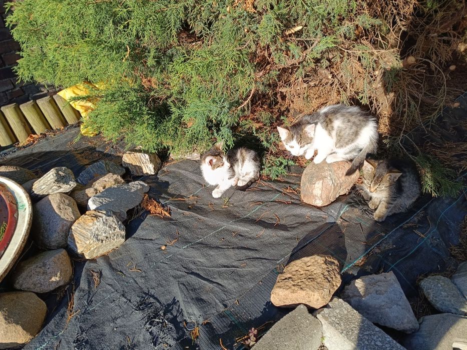 Oddam kotki za darmo