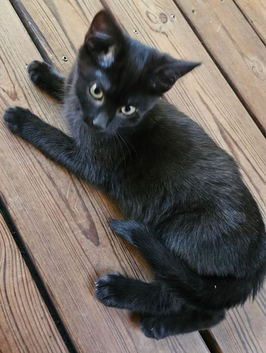 Kocurek Baszek czeka na Ciebie