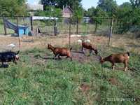 Камерунские карликовые козы