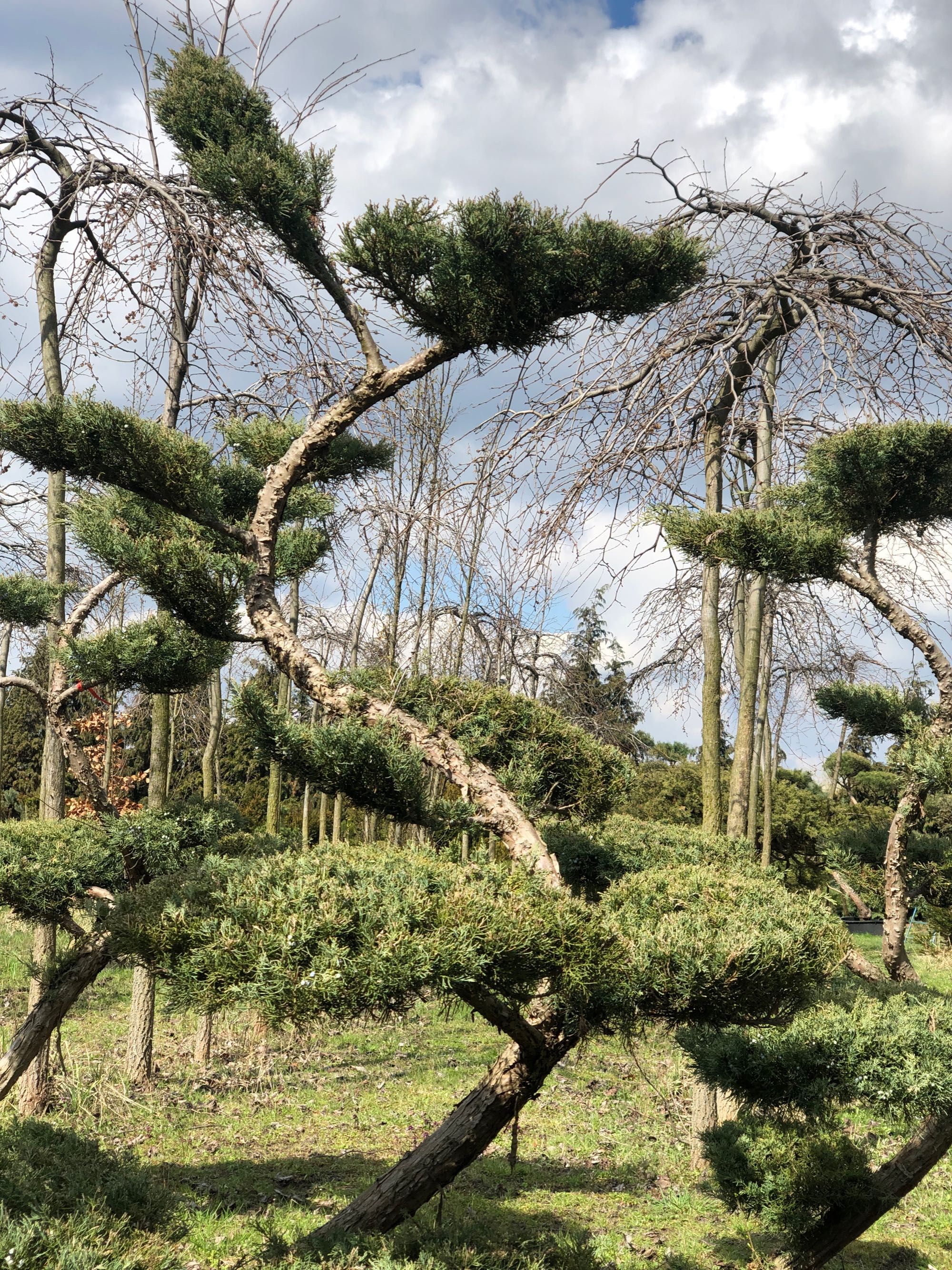 Bonsai ,jałowiec , sosna formowane