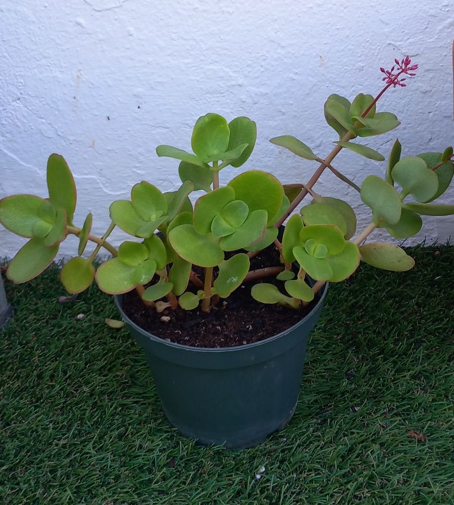 Planta crassula multicava(flor de mosquito) natural 4€