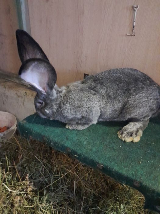 Samiec belgijski żelazisty