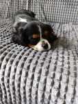 Ostatni piesek!! Cavalier King Charles Spaniel