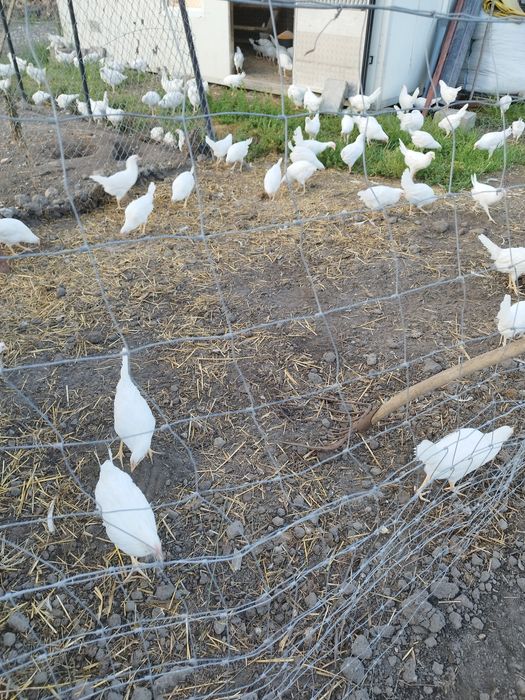 Nioski leghorn i rosa wysokoniesne