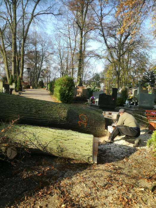 Wycinka drzew i przycinka metodą Alpinistyczna wraz z rębak