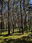 Пять минут от центра города, 12,5 соток в соснах.