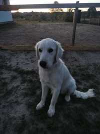 Golden retriever