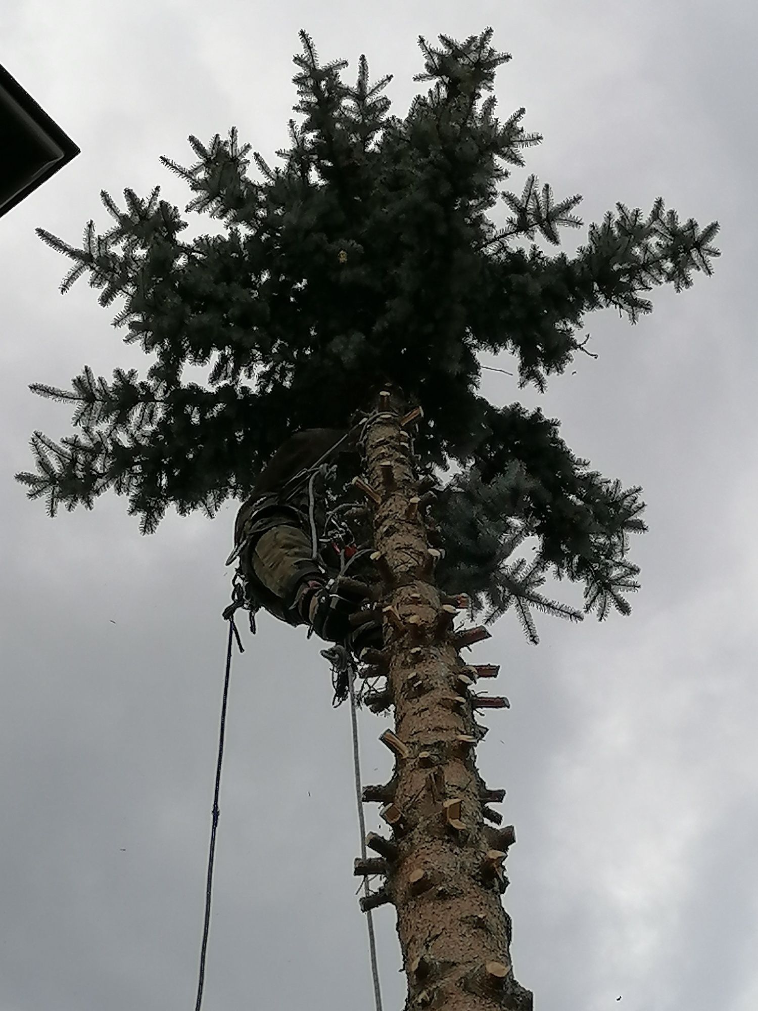 Wycinka i pielęgnacja drzew, krzewów, drzewek owocowychNAJTANIEJ