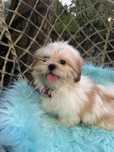 Shih - tzu macho
