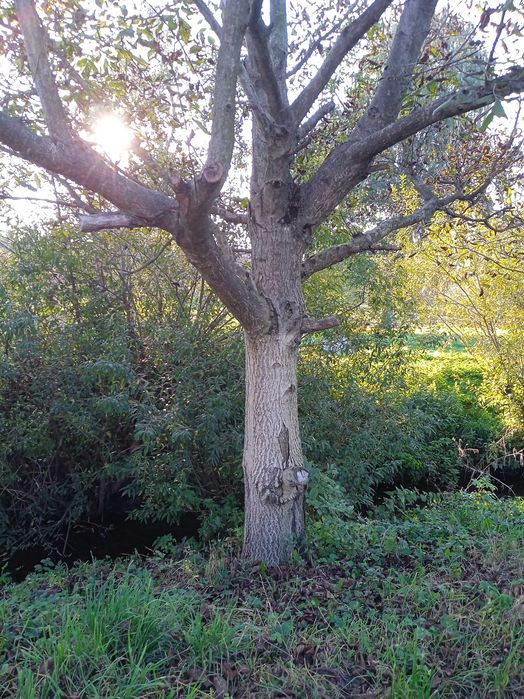 Дерево горіха і вишні!