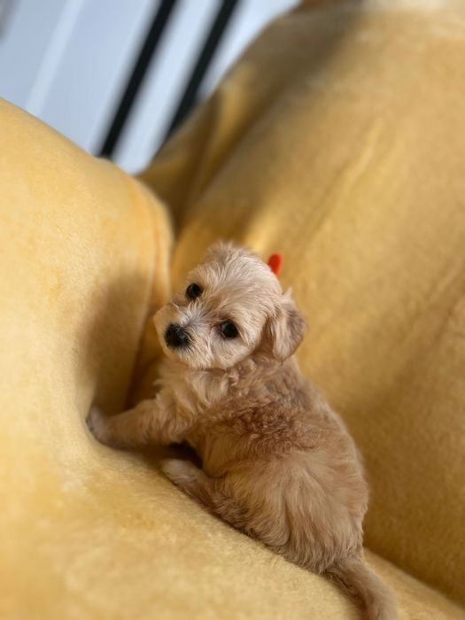 Maltipoo - hybryda maltańczyk i pudel toy