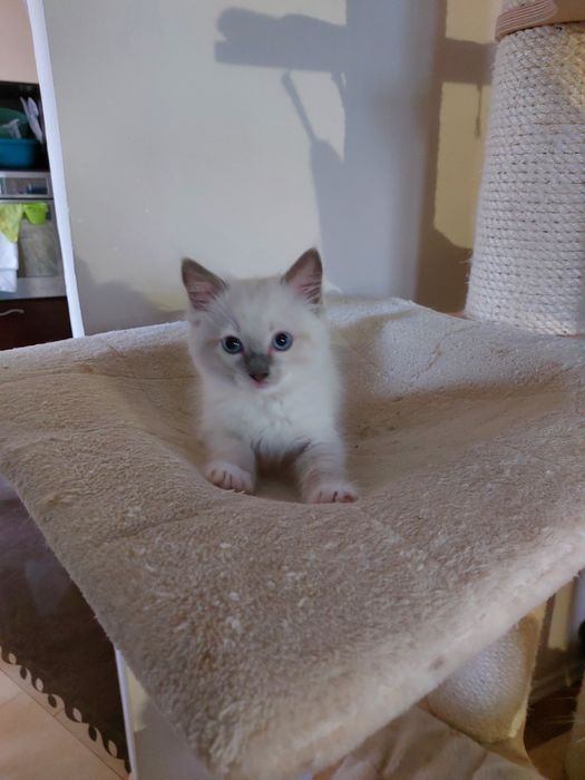 Kocurek Cedric  Ragdoll do rezerwacji FPL/FIFE