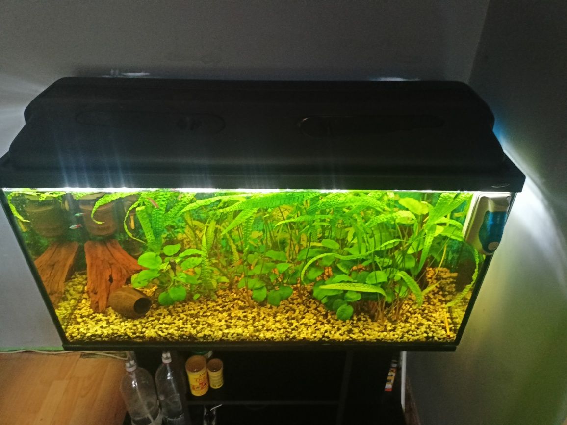 Akwarium Rybki Filtry Grzałka Pokrywa Szafka Żwirek 100x40x62