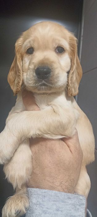 Цуценята англійській кокер спаніель