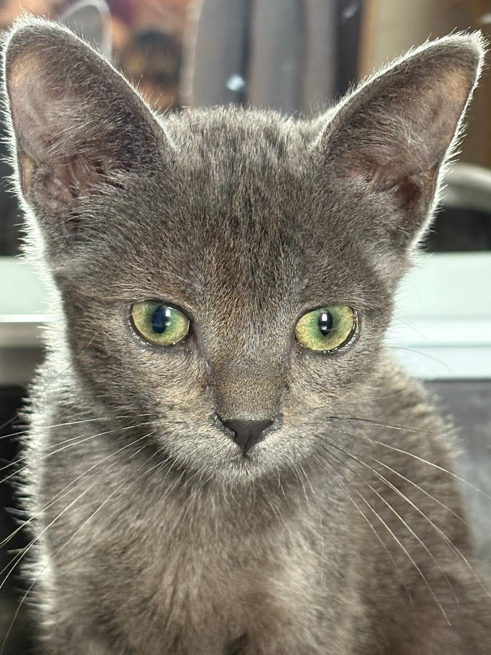 А-ля британец котенок бесплатно