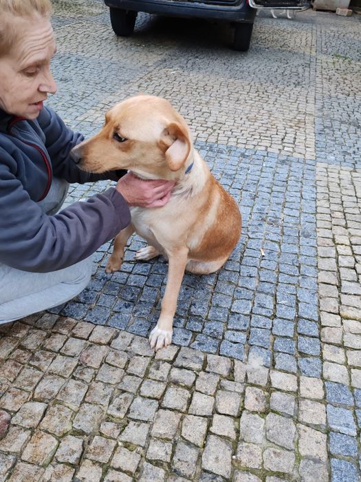 Dou cachorros porte grande x labrador