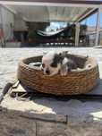 Chihuahua Excelente Linhagem