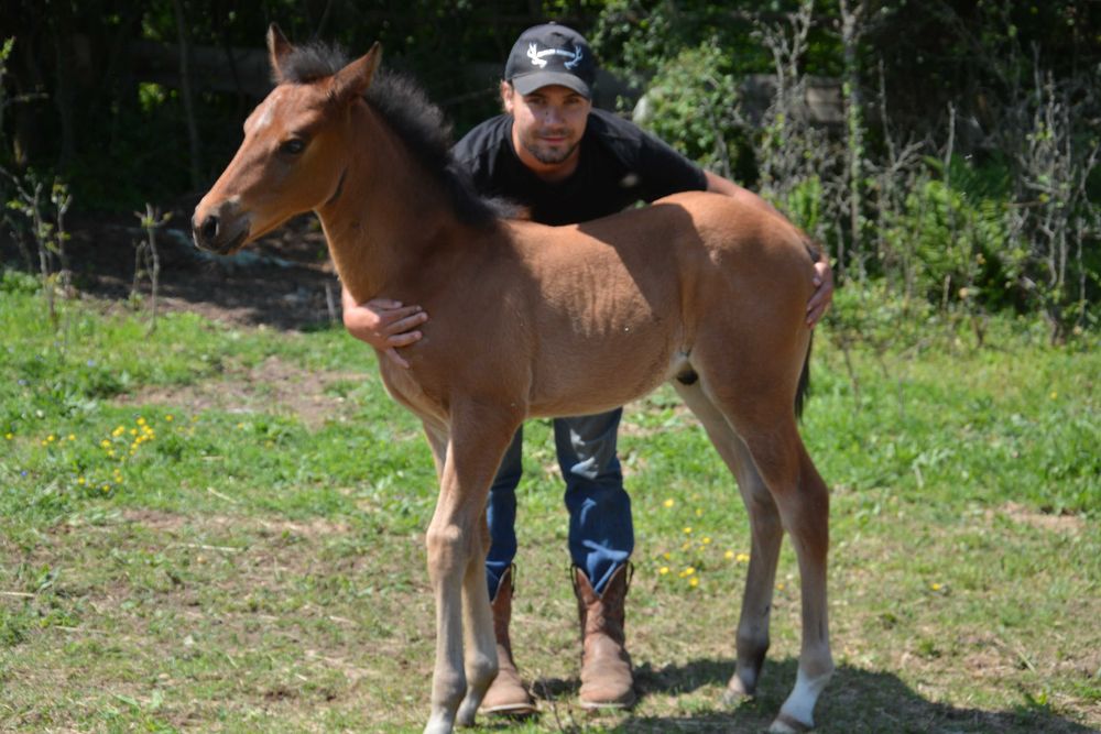 APH, AQH DERESZOWATY, Odsadek, Źrebak, koń, 3/4 AQH, quarter horse, pa