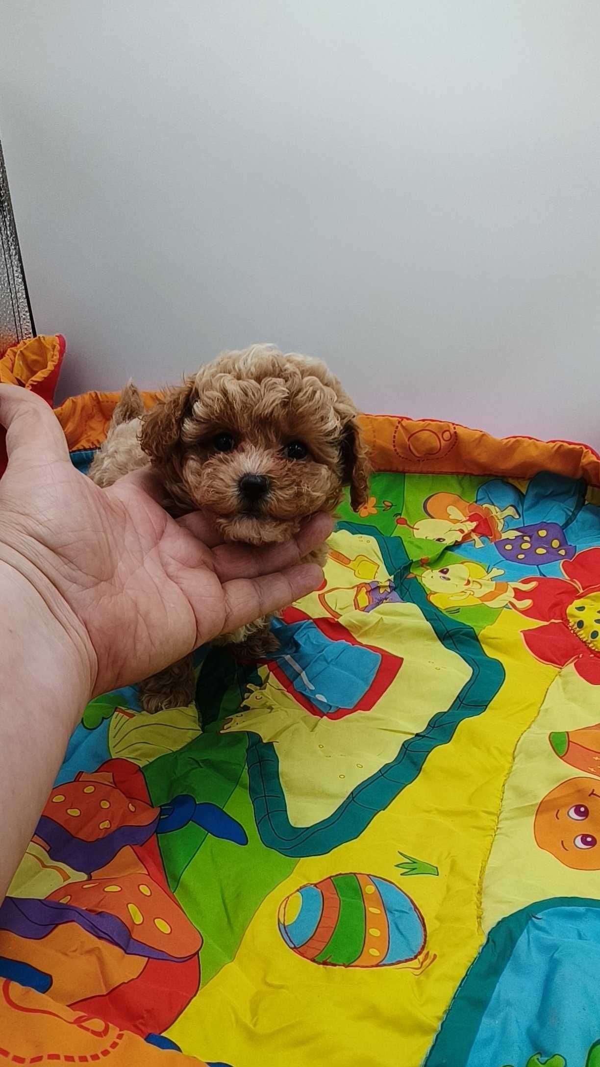 Mini Maltipoo, Pudel Toy & Maltańczyk - piesek, filmiki