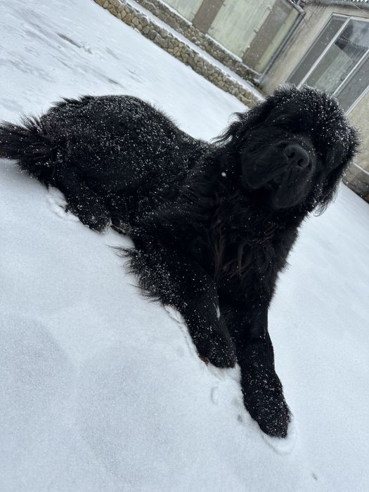 Ньюфаундленд