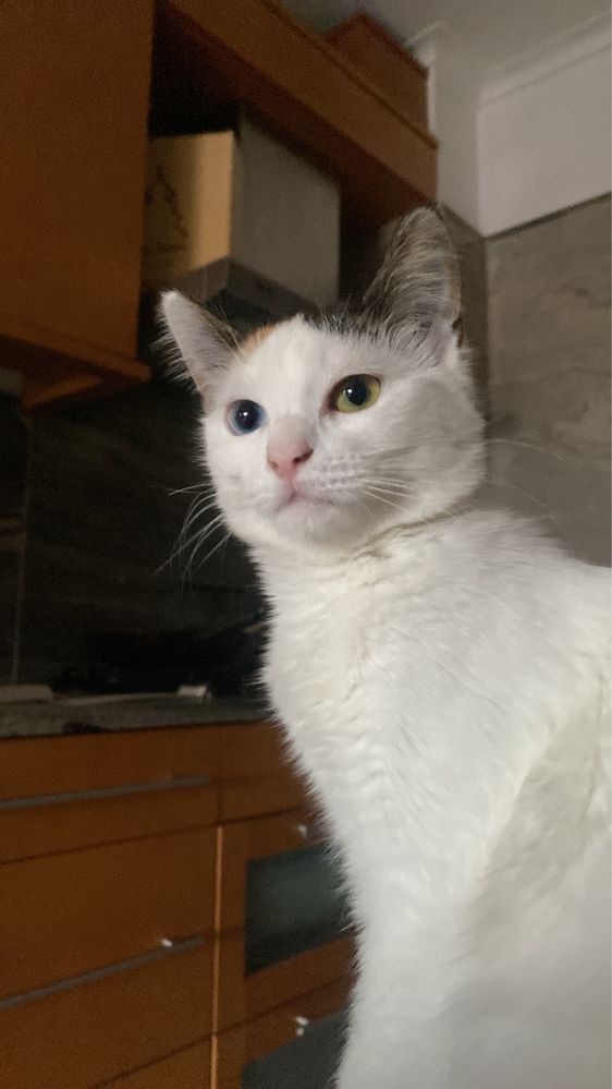 Gatinhas para adoção RESPONSAVEL!