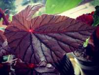 Begonia NoID ( Ashura ?) pink violet gwiezdna jak UFO monstera philode
