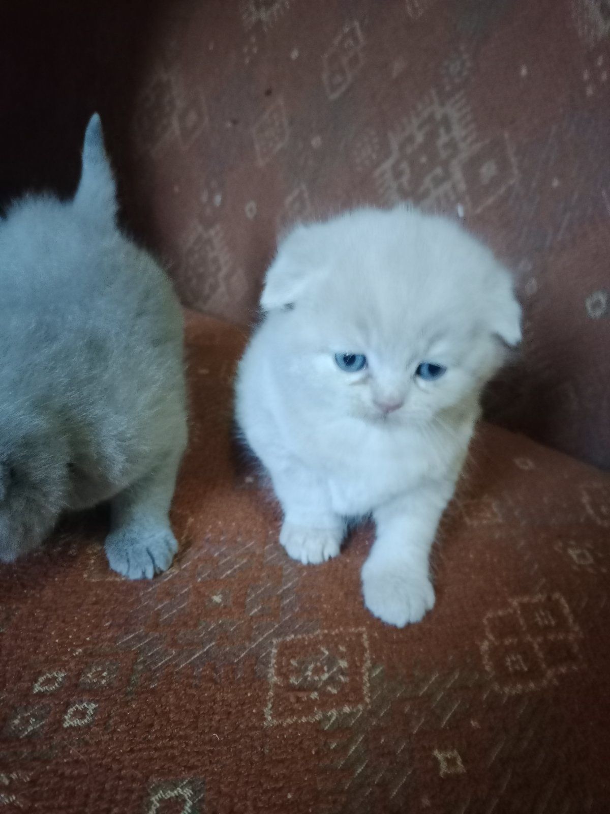 В'язка котів Шотландський висловухий кіт