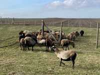 Owce kameruńskie - likwidacja stada