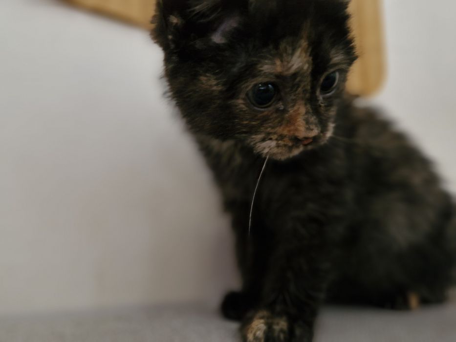 Oddam ( znaleziono kota) kotka