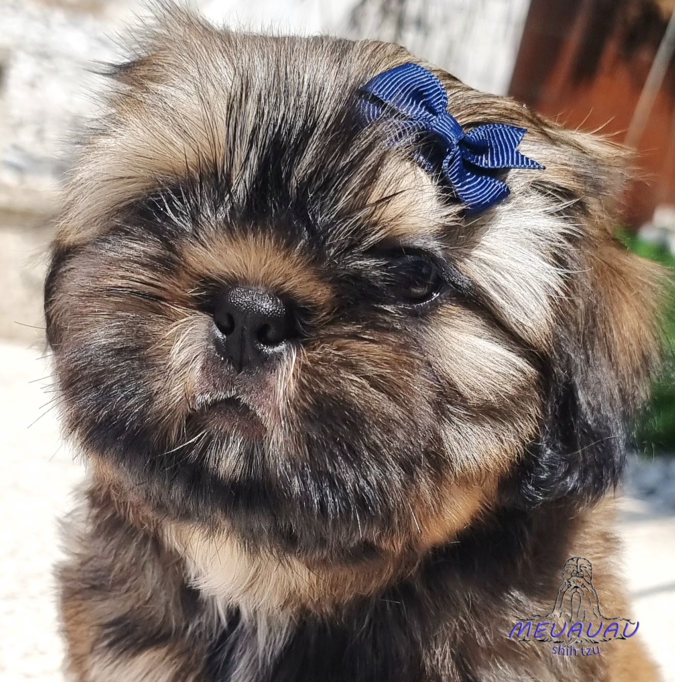 Filhote Macho Shih Tzu