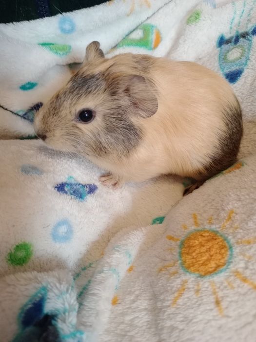 Młoda świnka morska SAMICA