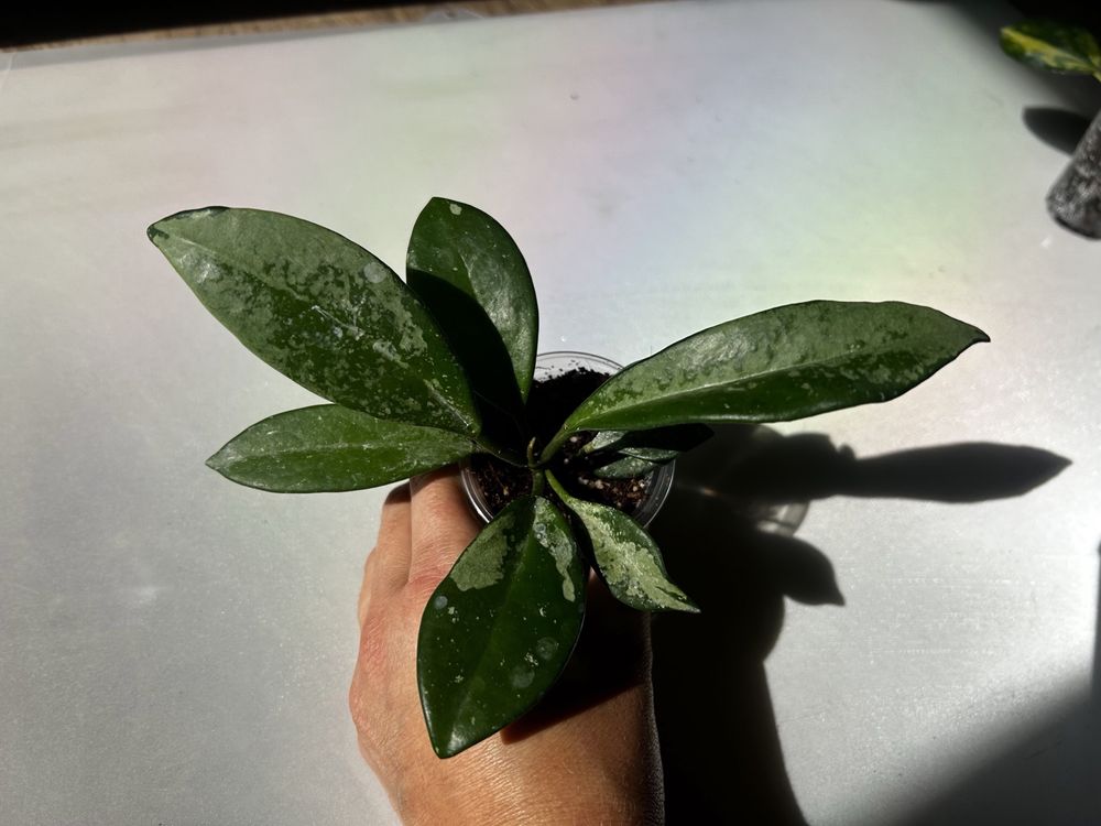 Хойя компакта АН 074 hoya compacta AH 074 polyneura broget publicalyx