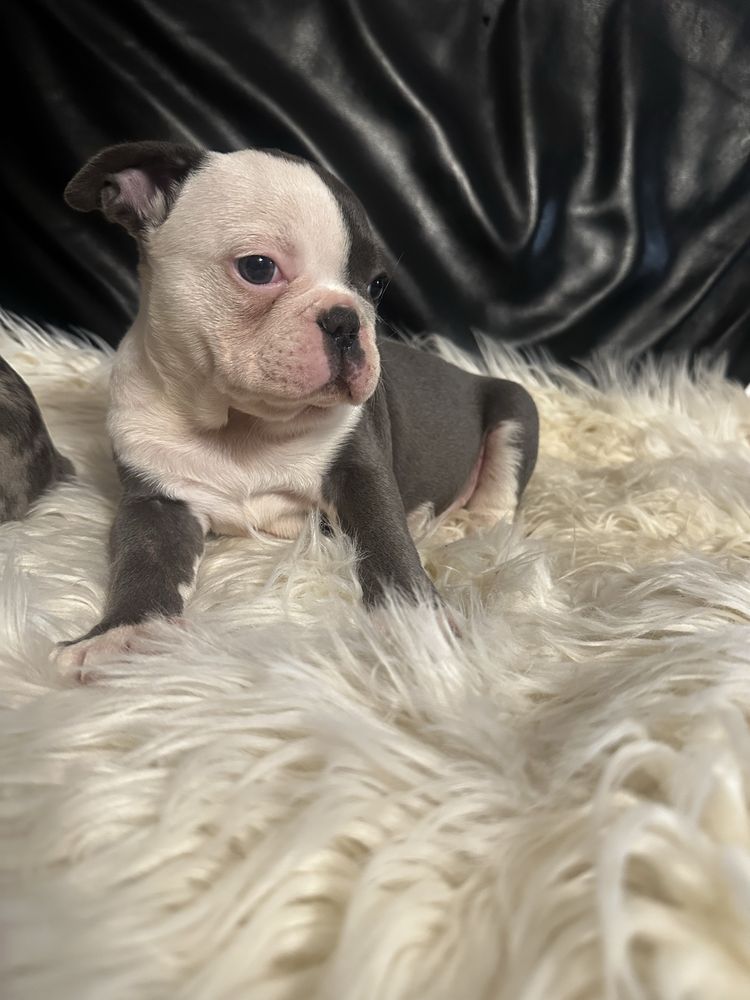 Buldog francuski blekitny chlopak