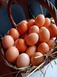 bio jajka od kur z wolnego wybiegu