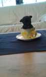 Chihuahua- mini piesek