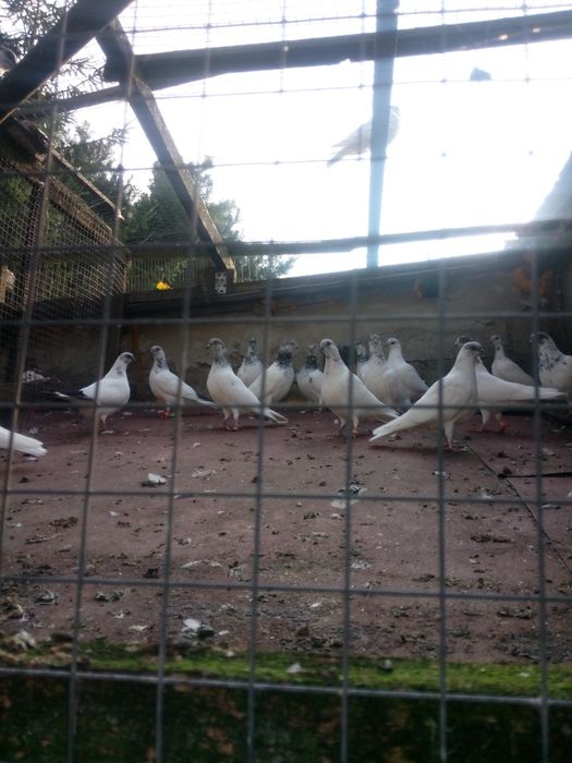 Gołębie.    .    .