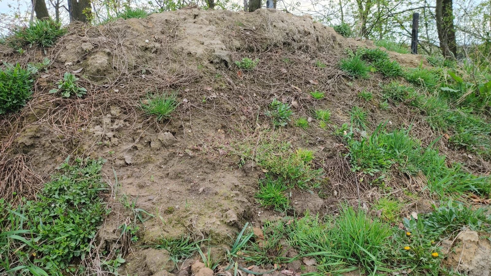 Ziemia humus do ogrodu wierzchnica z pola Wodzisław Śląski