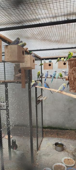 Papugi faliste Różne kolory