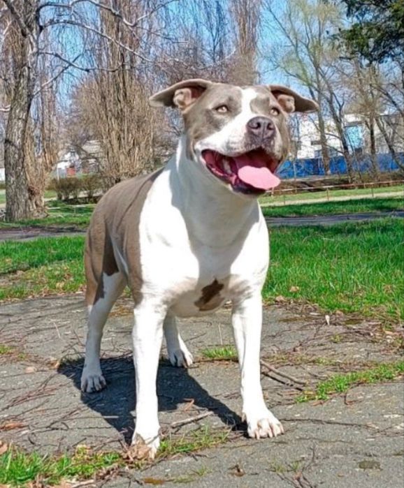 Блакитний хлопчикя-Могутній Воїн.Розплідник КСУ