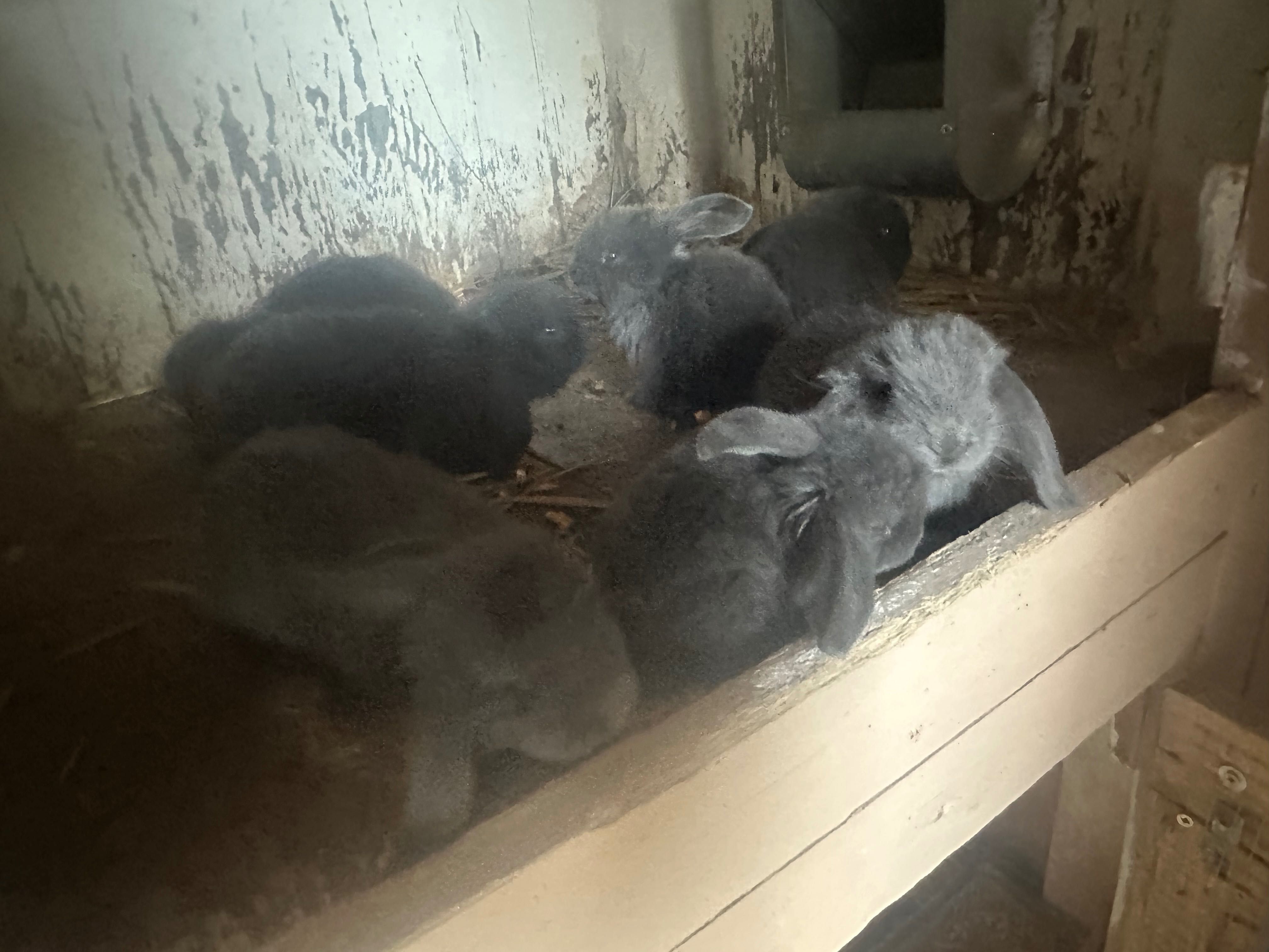 Sprzedam króliki barany francuskie niebieskie