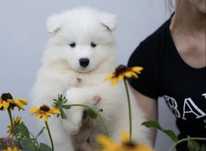 Szczenię samoyed FCI dostepne do rezerwacji SHINING WHITE STAR