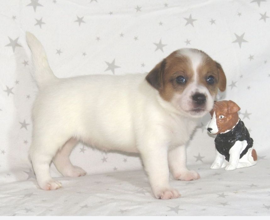 Джек Рассел тер'єр з документами клубу КСУ