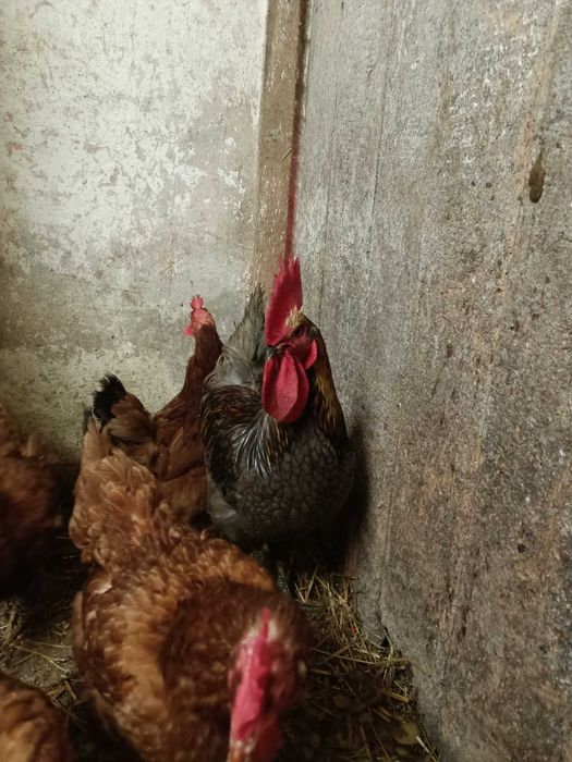 Sprzedam koguta srebrnego