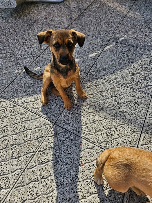 Cães para adoção porte pequeno