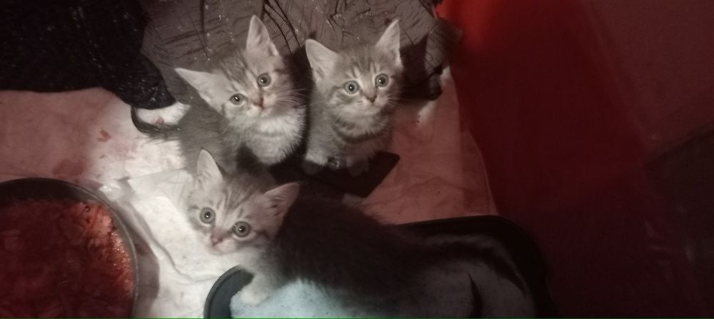 Віддам кошенят безкоштовно