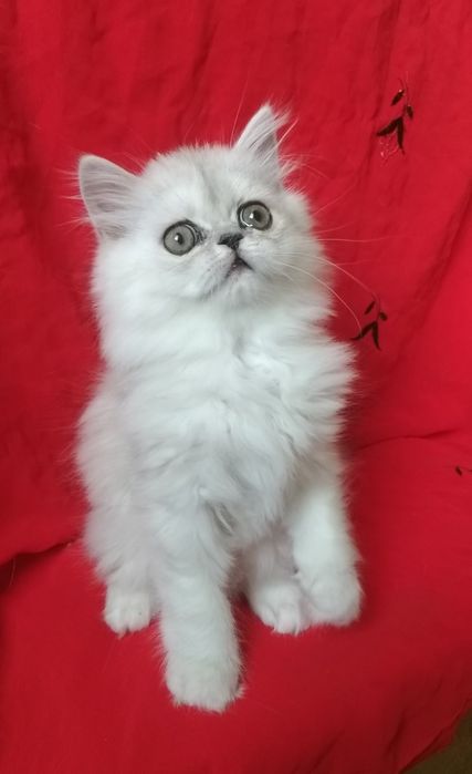 Серебристый котёнок девочка 2 месяца хайленд
