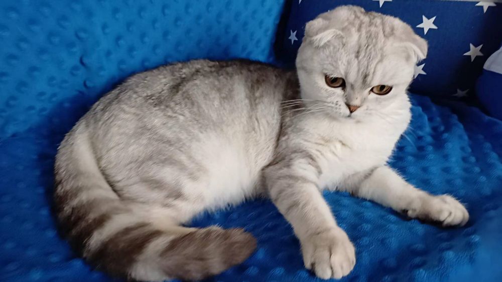 Scottish Stright  fold дівчатка. Кошенята.Чистокровні срібні шиншилки.