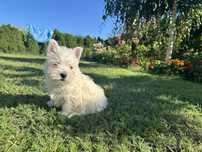 Suczka West Highland white terrier