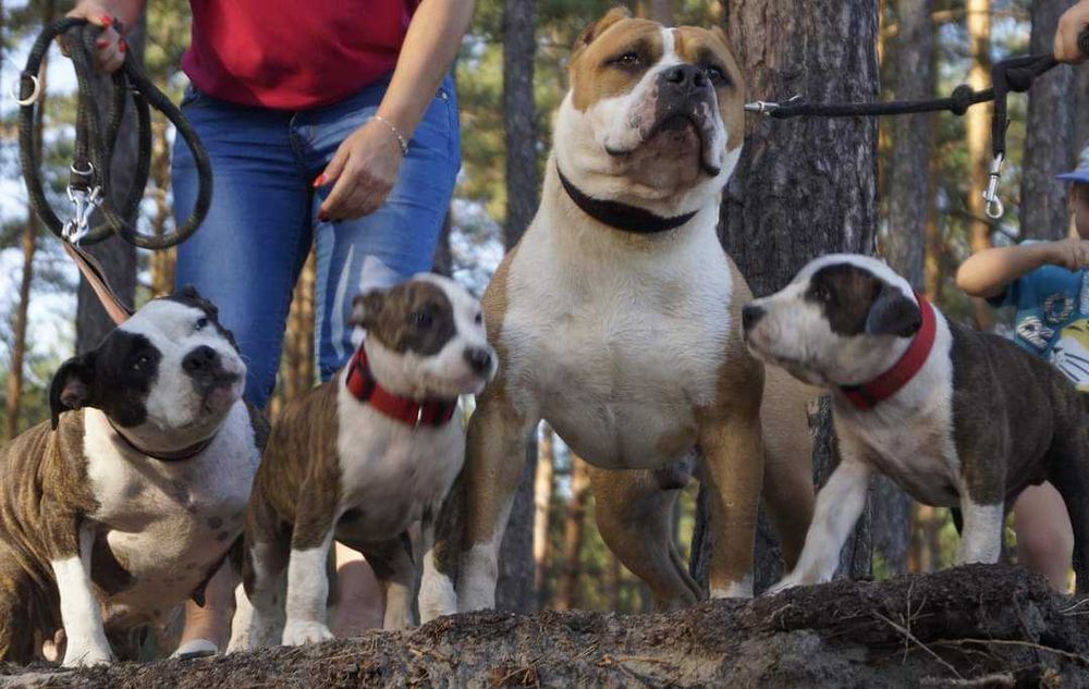 ZKwP/FCI Pręgowany samiec Amstaff, American Staffordshire Terrier